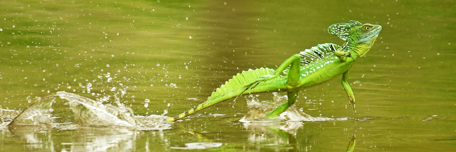 peldothu's profile banner image