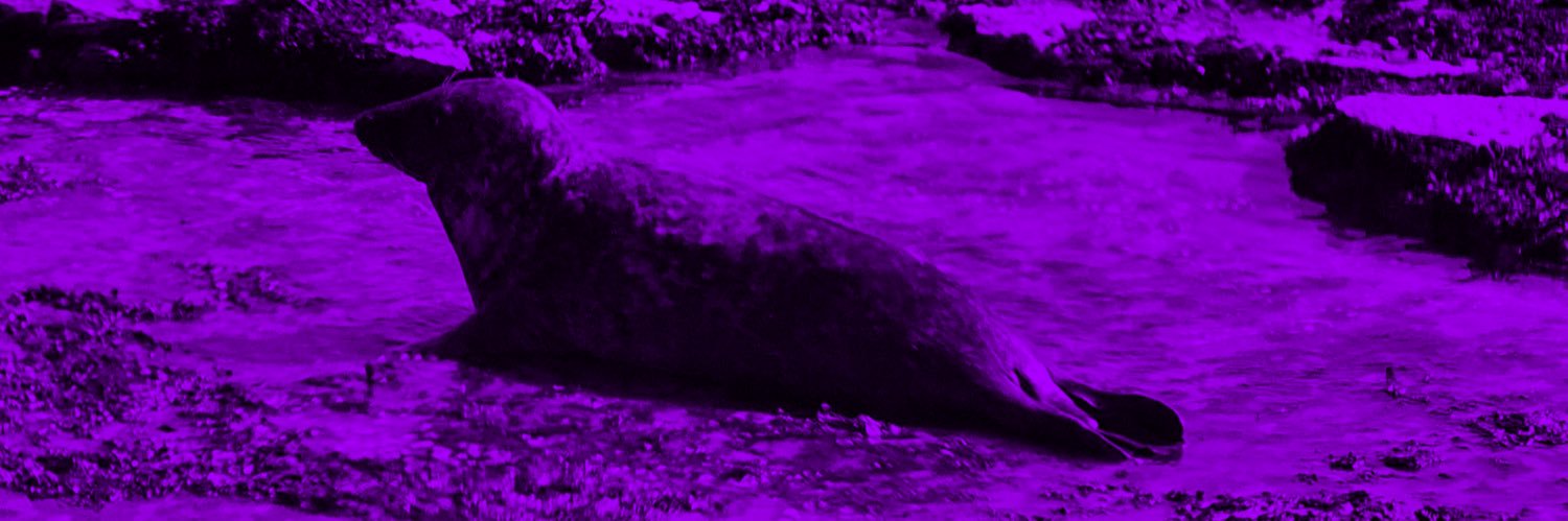 RACHELS_DARLING's banner