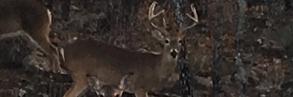 LeekPatty's profile banner image