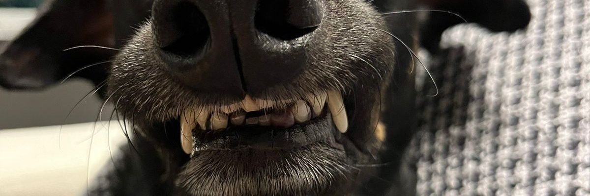 dial0gg's profile banner image