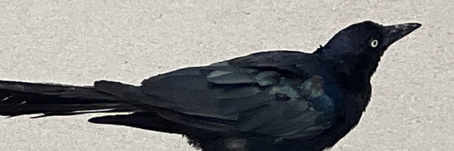 RustinaDT's profile banner image