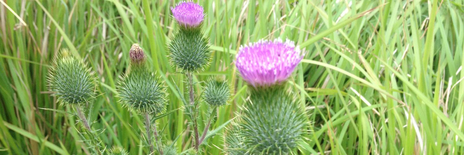 colleentang's profile banner image