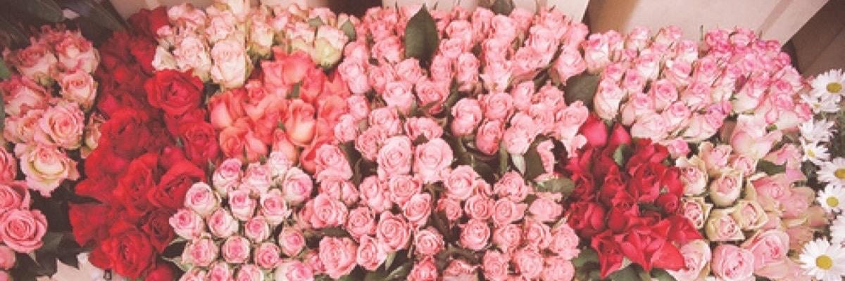 altiararisky's profile banner image