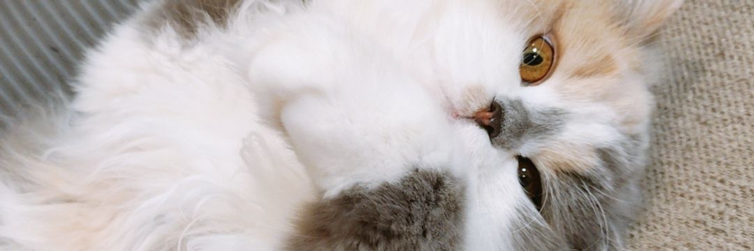 あいみー@ガーデニング banner