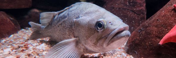 TeeplesTv Profile Banner