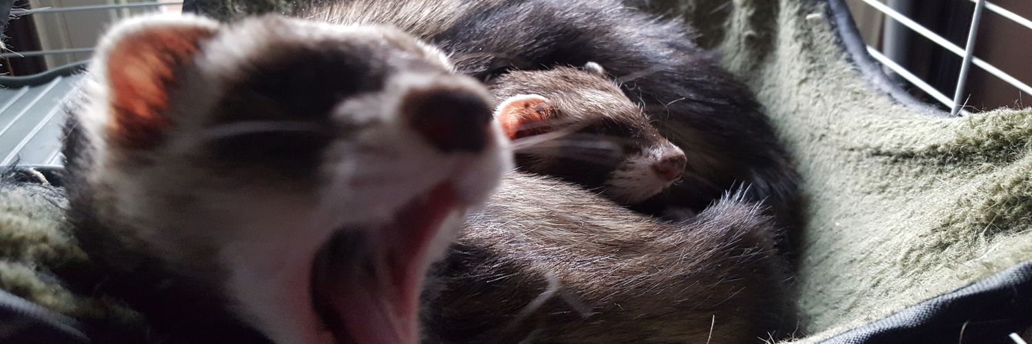 FerretMayCry's profile banner image