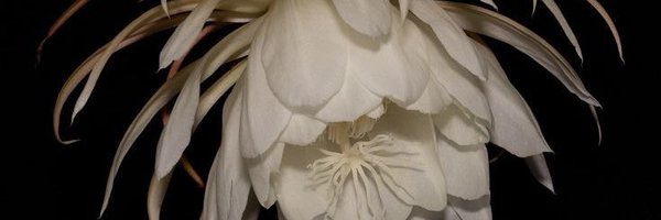 DPwriting Profile Banner