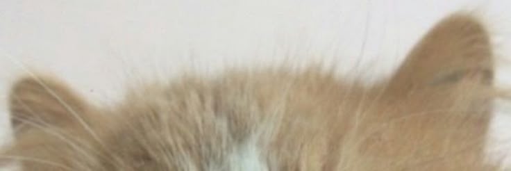 mayLi1nn's profile banner image
