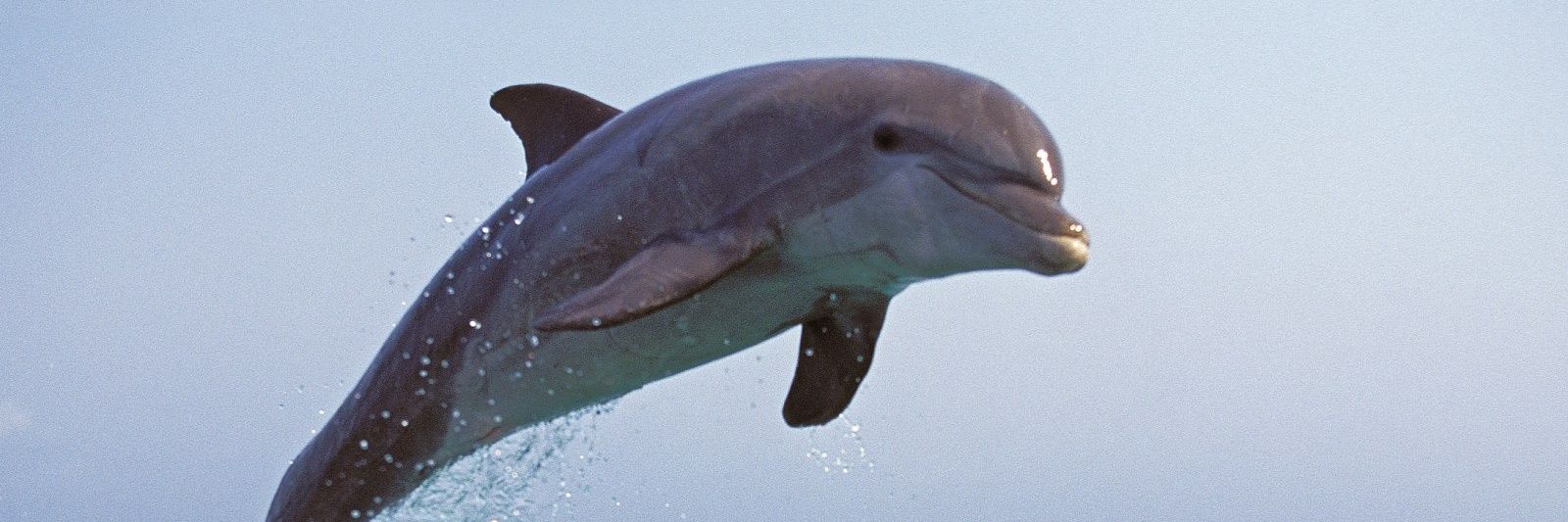 |¢hief of ￦ahoö| banner