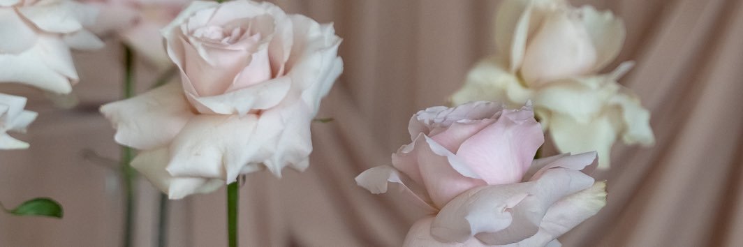 vaneseverini's profile banner image