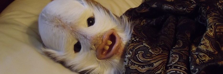 BillyWarg's profile banner image