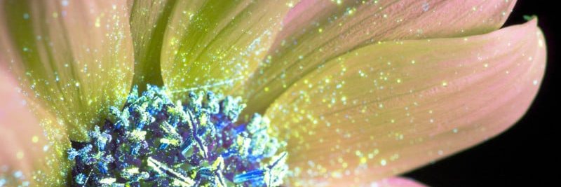 Phoebe Truth Ⓐ☮︎ banner