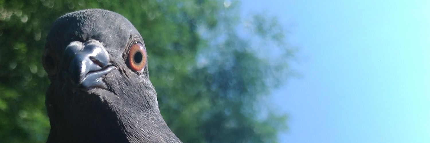 ハト人 banner