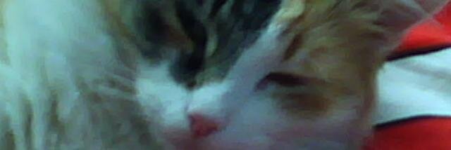 Daniël P. De Ruysscher banner