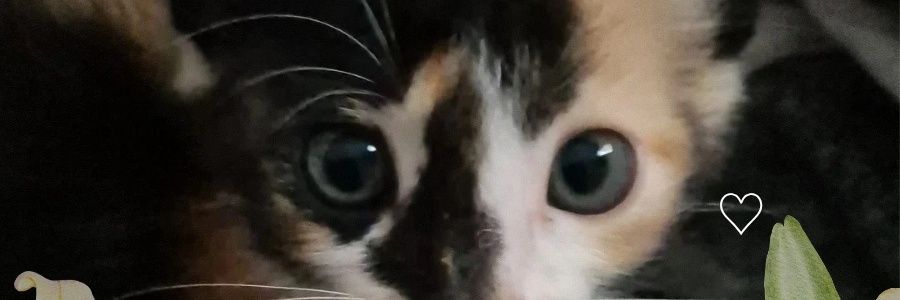 cacauthehyp's profile banner image