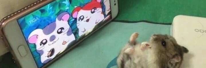 guineacheek's profile banner image