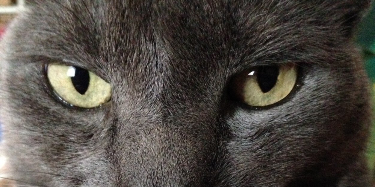 AmyLovesCats's profile banner image