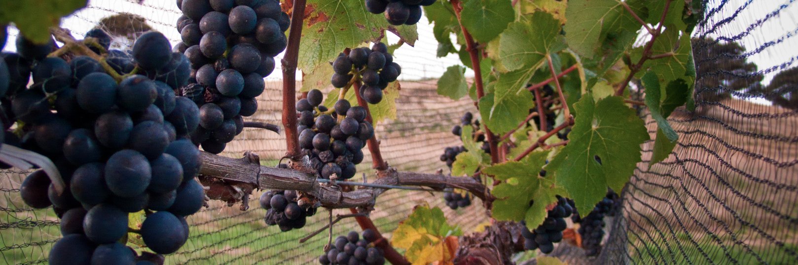 The Elder Pinot banner