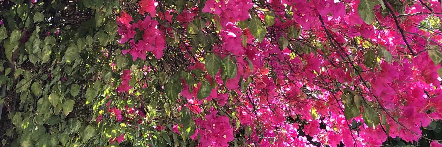 mlsprhr's profile banner image