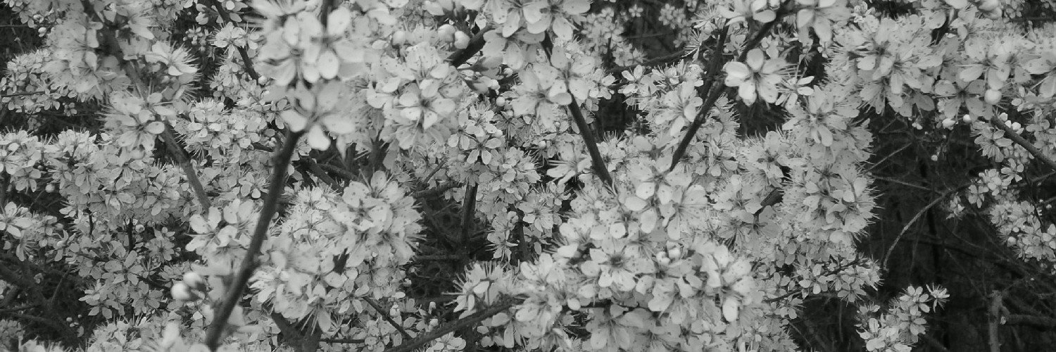 BLcherbach's profile banner image