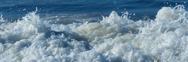 daily seals! 🦭🌊's banner