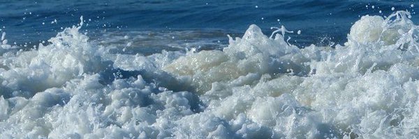 weloveseals Profile Banner