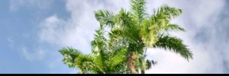 Raylepsy's profile banner image