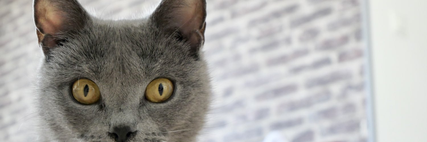 dodwme's profile banner image