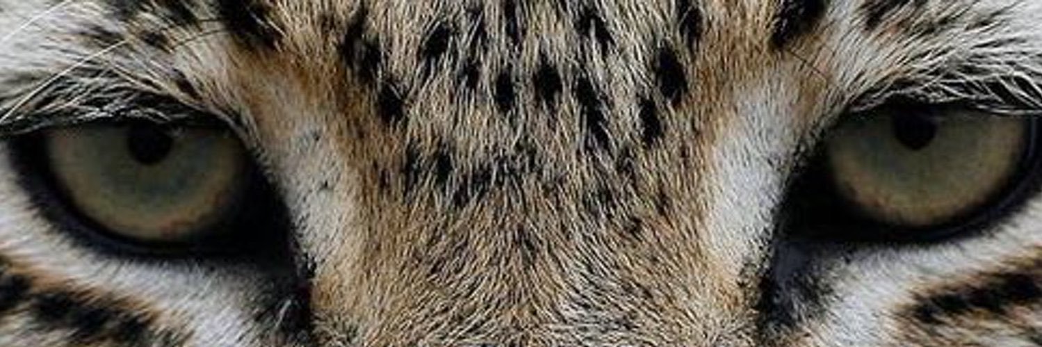 bbestetas's profile banner image