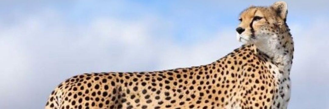 yutãb 👑's banner