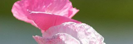 KristfStephens's profile banner image