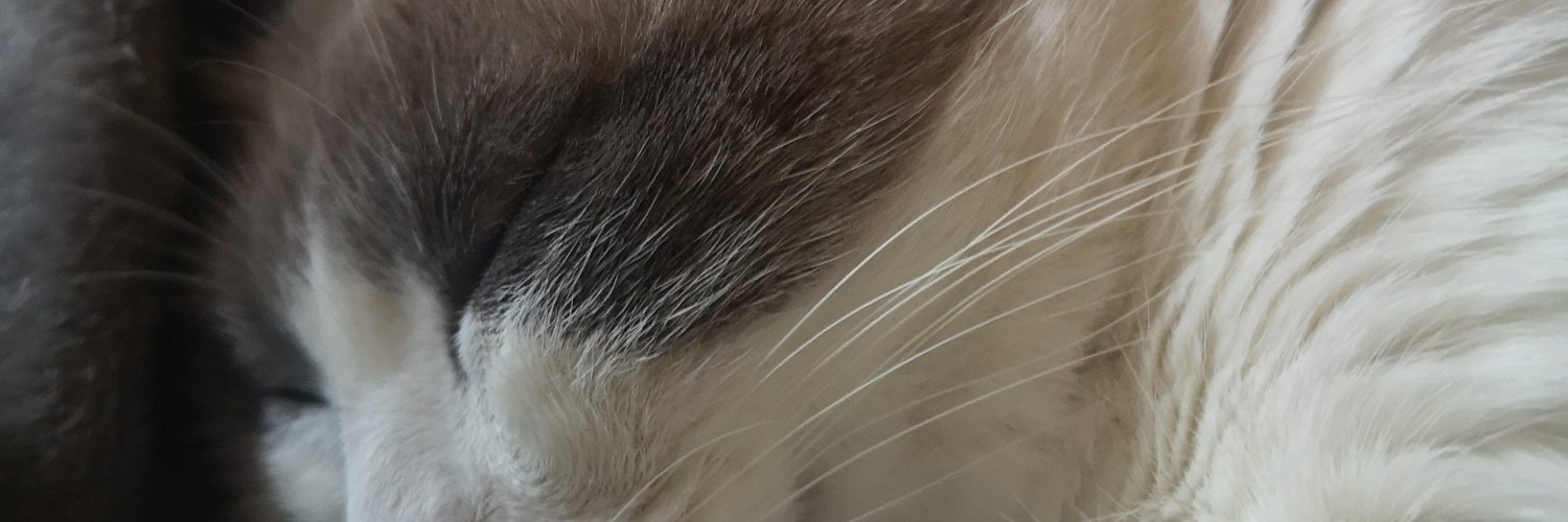 MyrLopezRoch's profile banner image