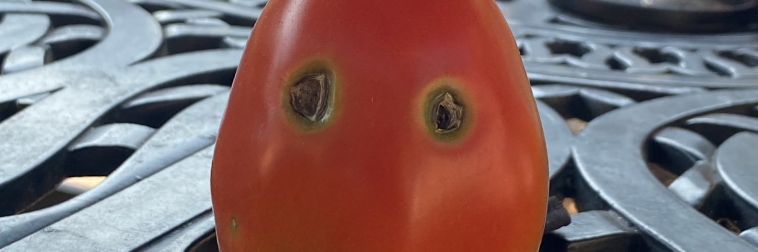 fgimondo's profile banner image
