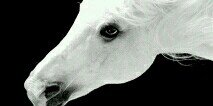buneymis's profile banner image