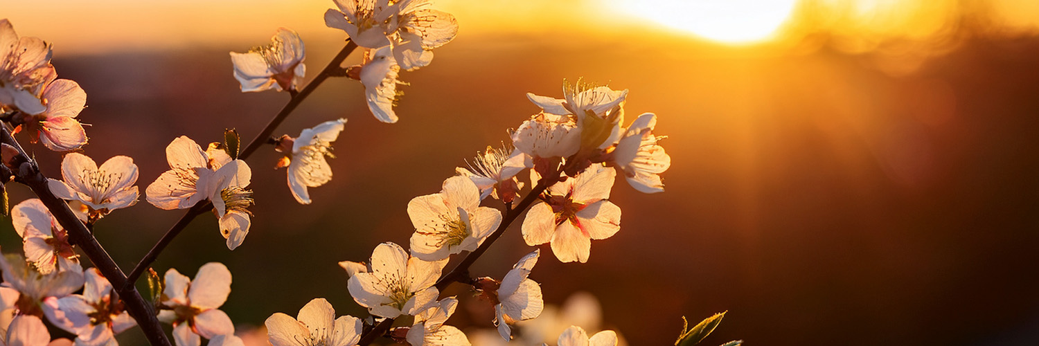 Adversarii Contradictionis banner