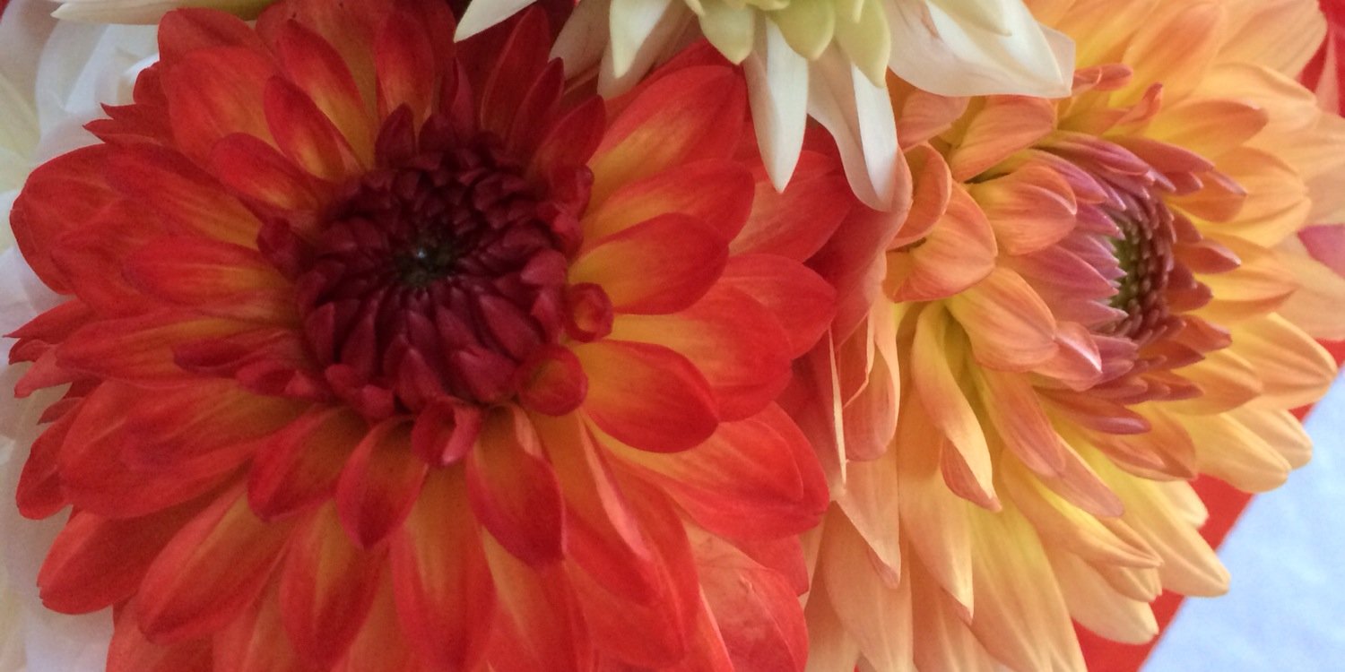 Margaret Anderson Kelliher banner