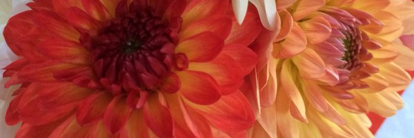 MAKMinnesota Profile Banner
