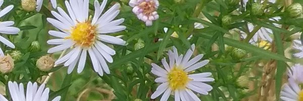 BboswellB Profile Banner