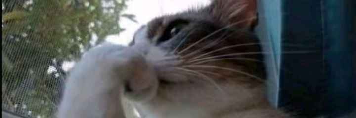 Agente de Serviços Específicos banner