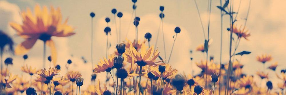 Sinta_Chrys's profile banner image