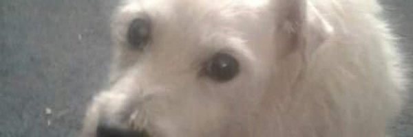 Villaboy89 Profile Banner