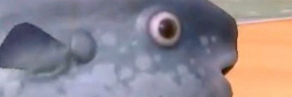 molamolayuu Profile Banner
