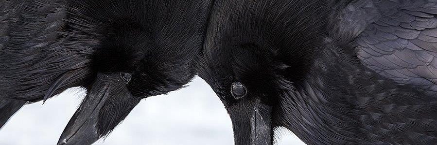 SalohyE's profile banner image