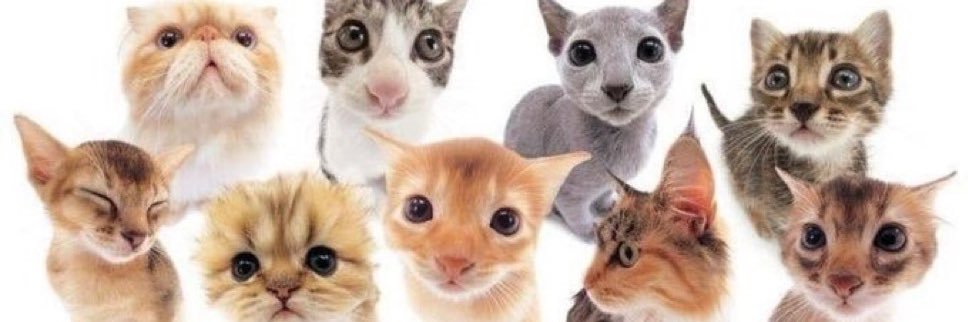 nootless's profile banner image