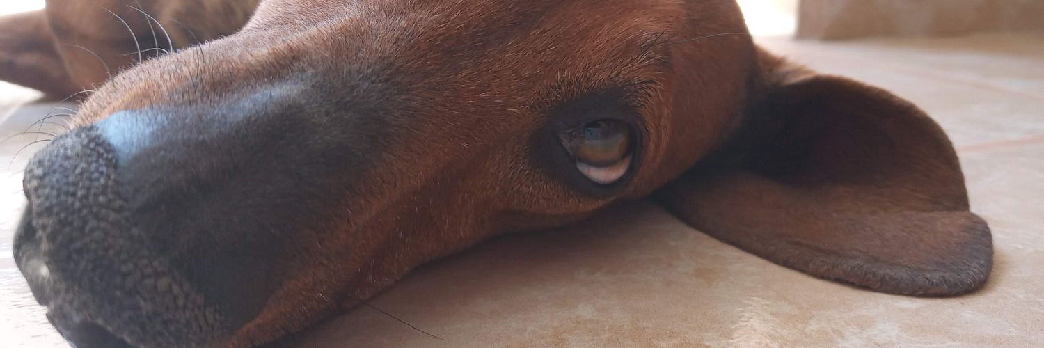DaiAndradeee's profile banner image