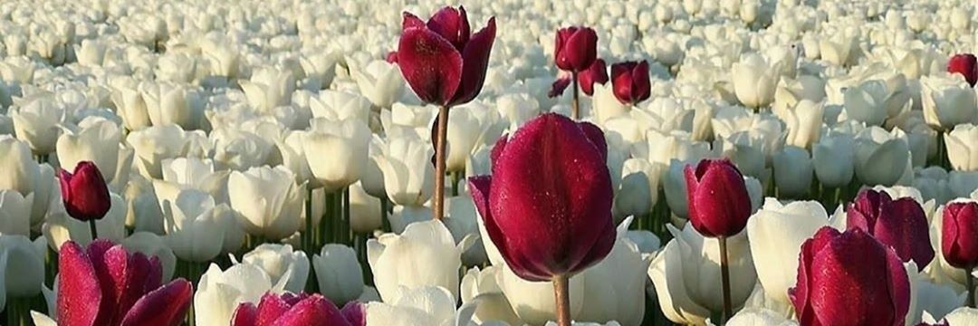 CINDILYY's profile banner image