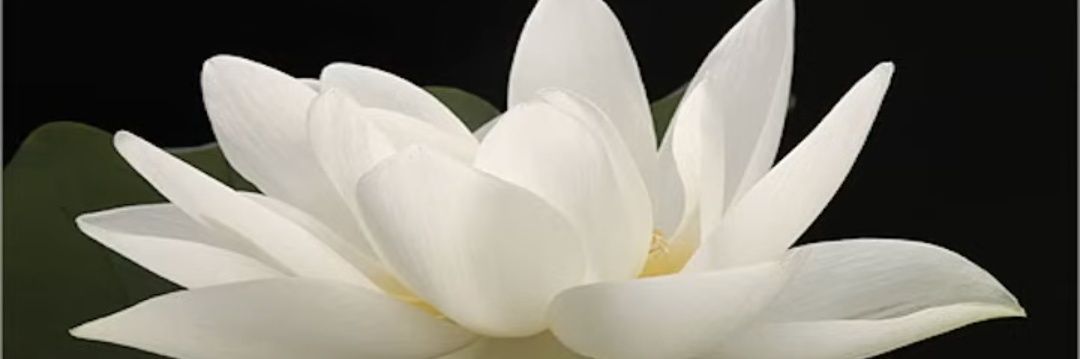 ... banner