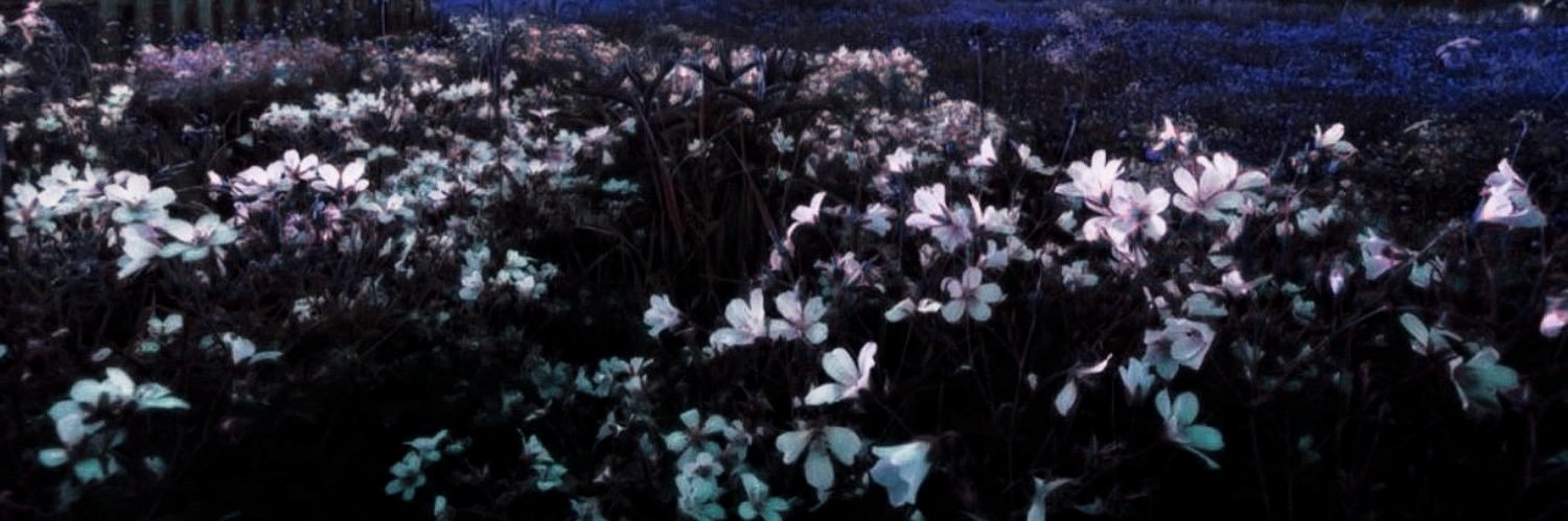 𝐍𝐢𝐜𝐡𝐨𝐥𝐚𝐬. banner