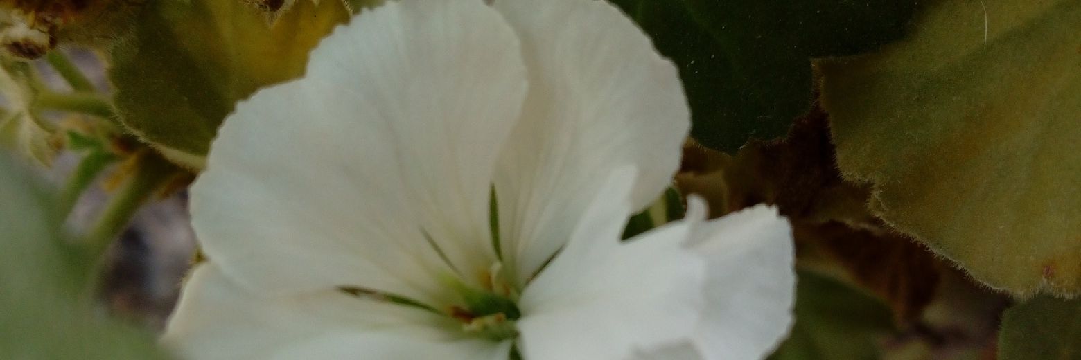 🍈's banner