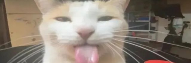 BoxingStudio🔞📦 banner